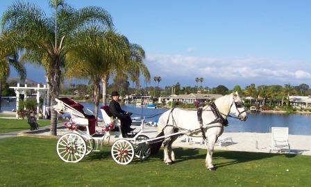 white Percheron draft horse and white carriage on a green lawn with Lake San Marcos in the background