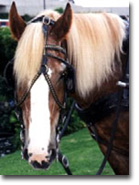 Prince, a sorrel Belgian draft horse